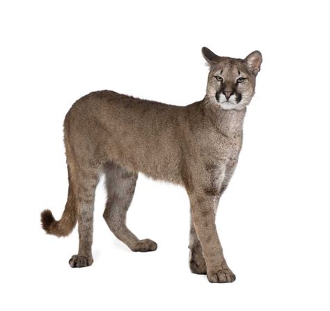 Puma - Definition, Meaning & Synonyms Vocabulary.com