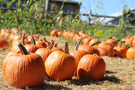 Pumpkin: What Is How to Roast Cook History Types and Growing