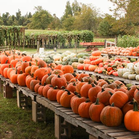 Pumpkin Picking Near Me Winnebago, WI