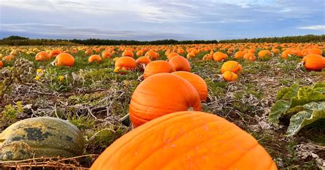 Pumpkin Picking in Berkshire Newbury Pumpkin Patch