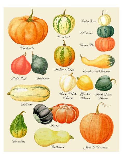 Pumpkin Variety Chart