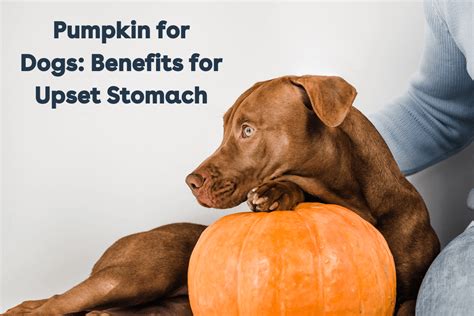 Pumpkin for Dog Upset Stomach - Dog Discoveries