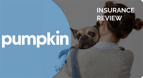 Pumpkin insurance cat
