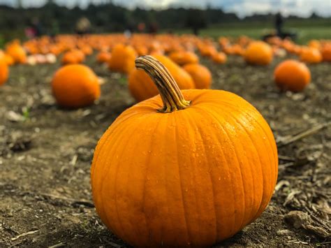 There are easier crops to grow in Charleston than pumpkins, but none that are so well worth the effort,” says avid pumpkin grower Sidi Limehouse of Rosebank .... 