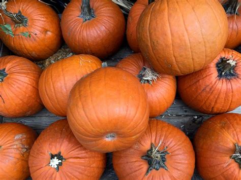 Pumpkin patch in lake elsinore. Pumpkin Guide: Varieties for Eating, Carving and Painting - Lake Elsinore-Wildomar, CA - Not all pumpkins are made equal. ... Lake Elsinore-Wildomar, CA Subscribe. ... Satta Sarmah, Patch Staff ... 