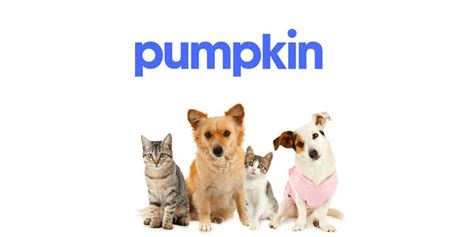 Pumpkin pet insurance reviews bbb.  Overall, Pumpkin provides robust coverage w...