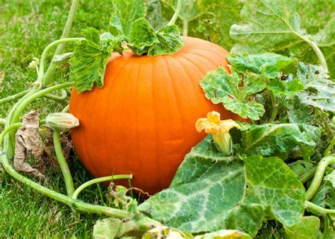 Pumpkin plant. 5 Steps to Pumpkin Success. Choose a sunny area of the garden with enough space for plants to spread. Prepare your soil with organic matter like compost and sheep pellets. Add a layer of vegetable mix to plant into. Pumpkins are best planted in spring once frosts have passed. Feed every four weeks during spring and … 