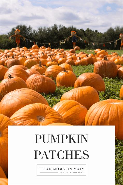 Pumpkinpatches Onlyfans Leaked (SEX) 150 Pics