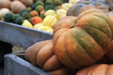 Pumpkins, gourds and squash on the next episode of Prairie Yard …