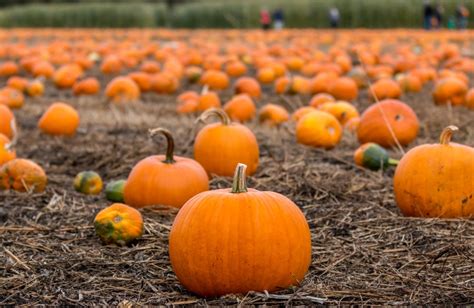 Pumpkins patches, corn mazes in the Capital Region