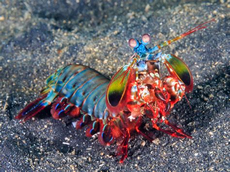 Punch mantis shrimp. Jun 28, 2023 ... So you have to shoot the shrimp in the eye after it let its guard down a few times first. "After that" it will wind up for a super punch, ... 