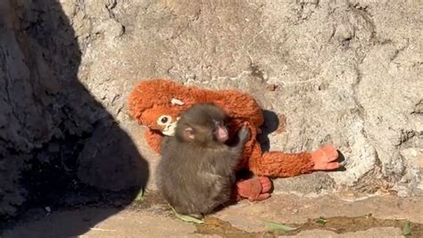 Punch the monkey dragged.  He felt anxious.  enclosure.  Slept with it. ” What started as a s...