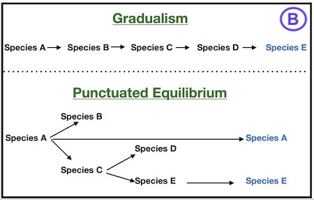 Punctuated gradualism - Wikipedia