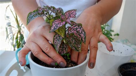 Punktblume pflegen – Die Pflege der Hypoestes phyllostachya