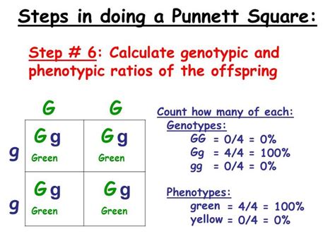 From punnett square in the offspring we have genotype ratio and probability: 1(25%)GG : 2(50%)Gg : 1(25%)gg - this typical genotypes ratio (1:2:1) for a monohybrid cross.Dominant allele will mask the recessive allele that means, that the organisms with the genotypes "GG" and "Gg" have the same phenotype.. 