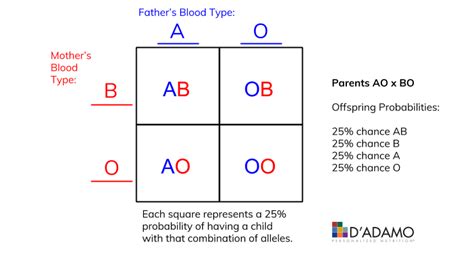 In blood typing, the gene for type A and the gene for type B are codominant. The gene for type O is recessive. Using Punnett squares, determine the possible blood types of the offspring when: I. Father is type O, Mother is type O 0 oo D 00 00 2. Father is type A, homozygous; Mother is type B, homozygous % AB 3. Father is type A, heterozygous .... 