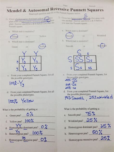Punnett Square Answer Key db excel com