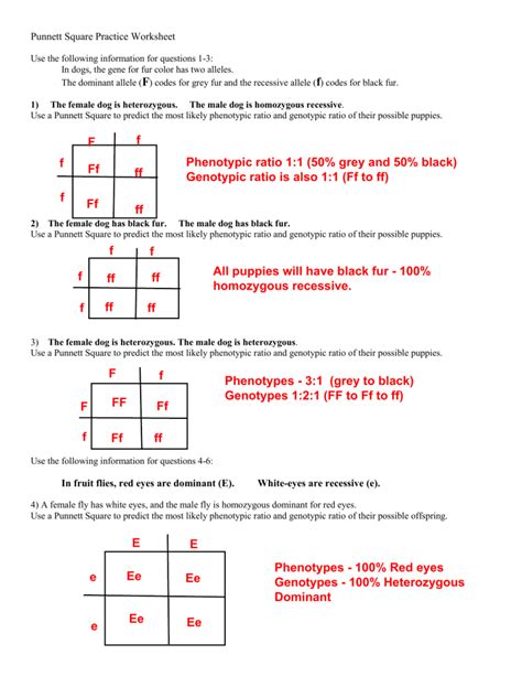 Punnett Square Practice Worksheet Answers