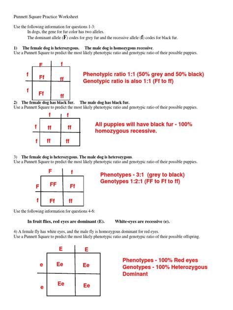 Punnett Square Printable