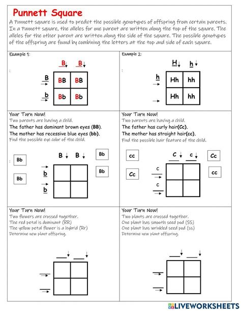 Punnett Square Worksheet Collection For Teaching Learning
