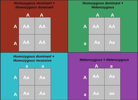 Punnett square history