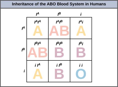 Punnett square with blood types. There are 2 squares that would result in type A blood. (AA and Ao) Ao results in type A blood because the A is dominant and the o is recessive. So, if an AB male and an Ao female mate, there is a 50% probability of having a child with type A blood. AB only has a 25% chance, which can be told because only 1 of the 4 squares has the AB combo. 