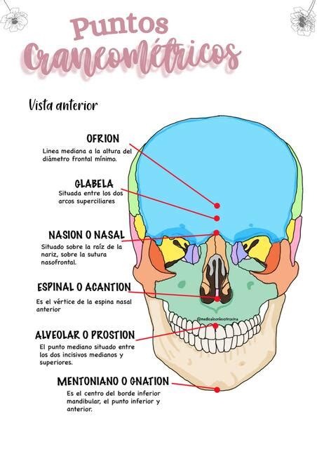 Puntos craneometricos Wikiteka, apuntes, resúmenes, trabajos y ...