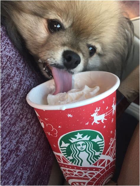 Pup cup. These are paper cups with a little whipped cream inside. Some baristas may have added a little extra flavoring, which can come with even more calories. A Starbucks Puppuccino is fine for a healthy dog ... 