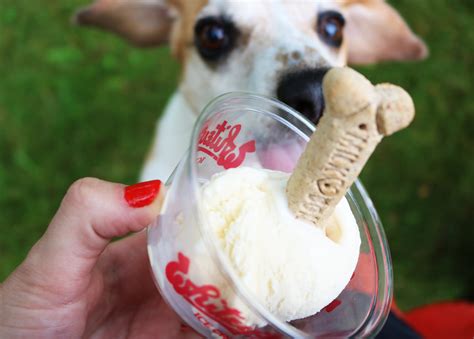 Pupcup. There's some slight hesitation as they don't know what it could be, but with a quick sniff, it's game over. It doesn't matter how many videos we see of pets getting their first pup cup, we can't get enough! TikTok user @popcorncarroll hopped on the pup cup wagon and we're in love. Maybe this one should be specially called "pop cup" after this ... 