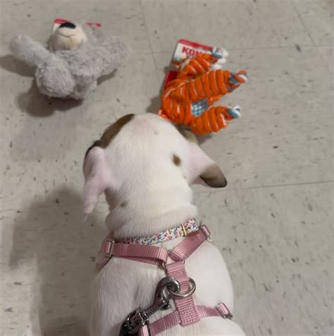 Puppi Pr1Ncess Leaked PORN 165 Videos