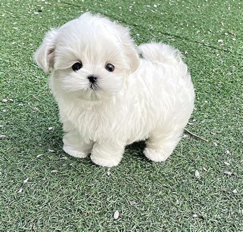Puppies Onlyfans Leak