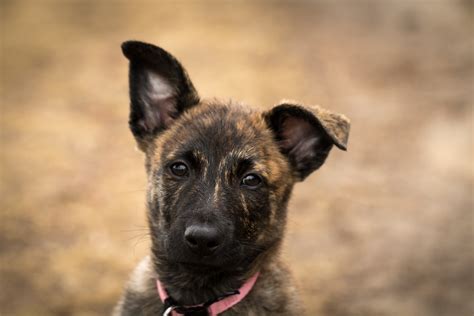 Puppies - Dutch Shepherd