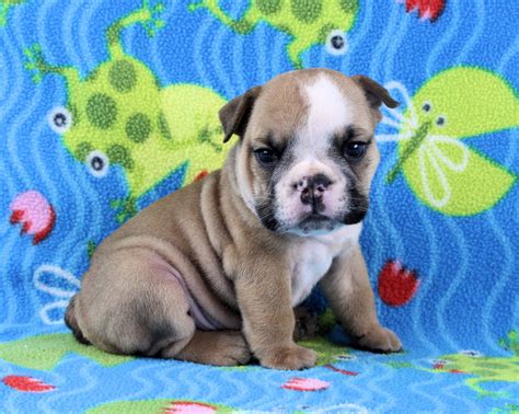 Puppies - Newbies Sugarplum Bulldogs the smaller English Bulldog Puppies