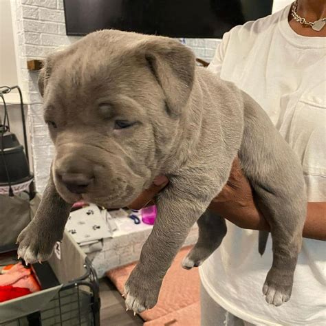 American bully best sale puppies craigslist