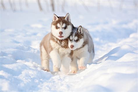 Puppies Online - DogsNow