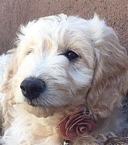 Puppies Queen Creek, AZ, United States Goldendoodle Dog Breeder