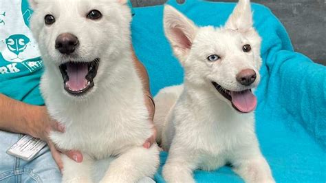 Puppies adopted together after being thrown over animal shelter fence