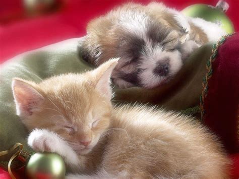 Puppies and kittens. Things To Know About Puppies and kittens. 