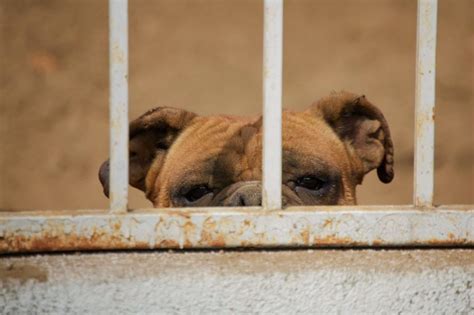 Puppies behind bars. As miraculous as "Puppies Behind Bars" has been for dog recipients, inmates have also touted the benefits of participating in the program, which Gilbert Stoga describes as rigorous. 