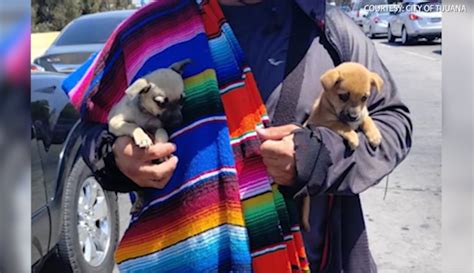 Puppies being exploited at San Ysidro border crossing, say animal rights' advocates