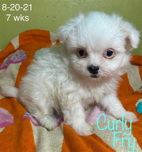 Puppies craigslist houston. Toy poodle puppys 8 weeks old · · 10/17 pic. Miniature Poodle male · Lane City · 10/16 pic. standard poodle · Houston · 10/16 pic. Female poodle pup · · 10/15 pic. 1.5 year old female Great Dane/poodle mix · Ozark · 10/15 pic. TOY-Poodle /RED · Baytown · 10/15 pic. female chocolate poodle · Conroe · 10/15 pic. 