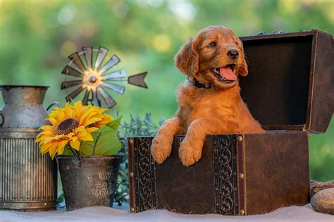 Puppies for Sale Doodles 4 You Waco, Texas