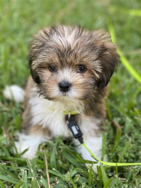 Puppies for Sale in Houston Texas - AdoptaPet.com