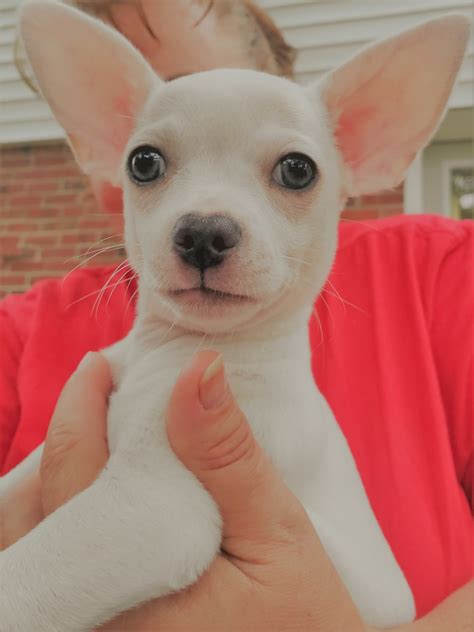 Puppies for Sale in Virginia Beach Virginia - AdoptaPet.com