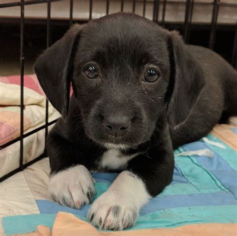 Puppy for rehoming- two hundred fifty · north san die