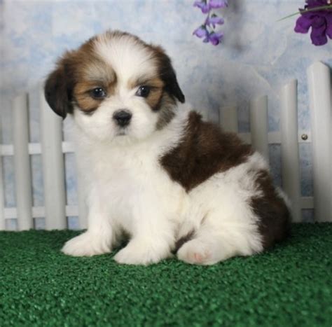 Puppies for sale green bay. The typical price for Shih Tzu puppies for sale in Green Bay, WI may vary based on the breeder and individual puppy. On average, Shih Tzu puppies from a breeder in Green Bay, WI may range in price from $1,562.50 to $2,300. …. 