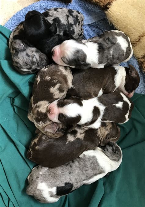 Puppies for sale helena mt. Boxers in Helena, MT. Search classified ads of boxer dogs and puppies for sale in Helena, MT, including boxer breeders. Kulley - Male Labrador RetrieverBoxer Mix. Thompson Falls, MT. 2040.57 mile Kulley is super energetic. He loves walks and gets so … 