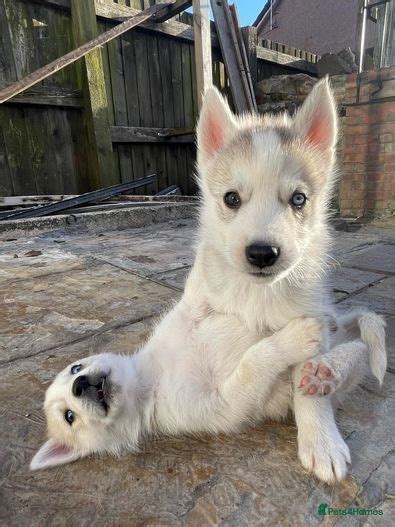 Puppies for sale in Bristol Pets4Homes