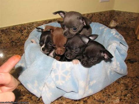 Puppies for sale in arizona under $200. Things To Know About Puppies for sale in arizona under $200. 