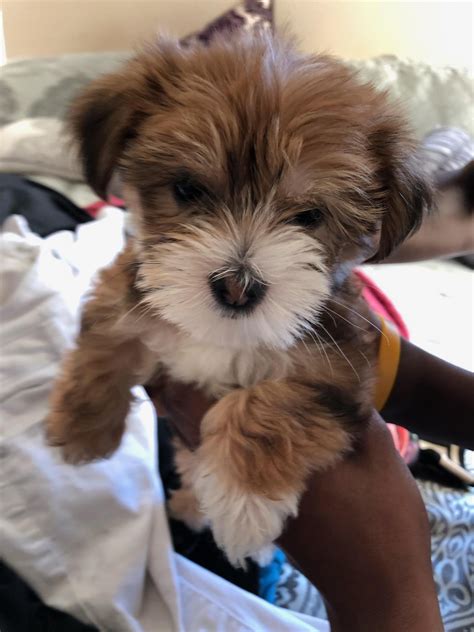 Puppies for sale in arlington tx. 65 Miniature Schnauzer Puppies For Sale Near Arlington, TX. Featured Listings. Default Sorting. Green collar. ... Arlington, TX. Male, Born on 08/18/2023 - 9 weeks old. 